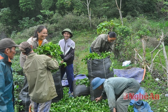 Hộ gia đình anh Lương Tân, bản Trung Yên đang thu hoạch chè, theo anh Tân cho biết: hiện giá chè đang ở giá khá thấp, chỉ 2.200 đồng/kg chè tươi. Với 6 sào, mỗi lúa thu hoạch đạt sản lượng khoảng 1,2 tấn chè tươi