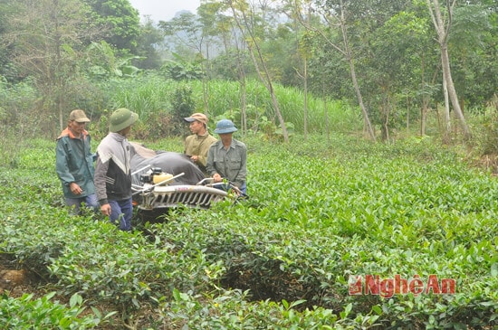 Mỗi lứa chè chăm khoảng 45 ngày thu hoạch 1 lần, vài ba gia đình giúp nhau thu hoạch chè (Trong ảnh: gia đình anh Lô Xuân Tím thuê máy về thu hoạch chè trong vườn nhà)