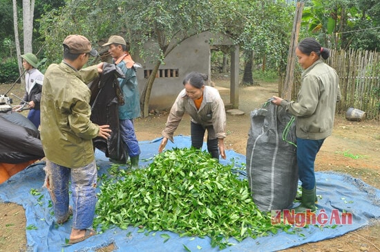 Chè sau khi được máy cắt, hút vào bao tải thì đổ ra sau đó lựa đưa vào bì, bình quân mỗi bì khoảng 50-60 kg và tập kết lại chờ ô tô của các đại lý đến mua