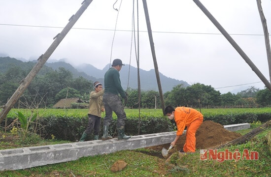 Để hỗ trợ người dân trồng chè, xã Yên Khê và huyện Con Cuông đã làm việc nhiều lần với Điện lực Nghệ An để đẩy nhanh việc đưa mạng lưới điện để tận từng thôn bản, từng cánh đồng để người dân bơm tưới (trong ảnh: công nhân đang lắp đặt cột điện tại bản Tân Hương và theo dự kiến cuối quý 1/2016, bản sẽ có điện)