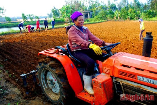 Nông dân sử dụng cơ giới hóa để làm đất trồng lạc, việc làm đất bằng máy sẽ giảm được sức lao động đồng thời rút ngắn thời gian sản xuất được khoảng 5 đến 7 ngày. Áp dụng kỹ thuật cấy rãnh gieo lạc bằng máy nhỏ ở Diễn Thịnh (Diễn Châu). Ảnh: Cảnh Yên