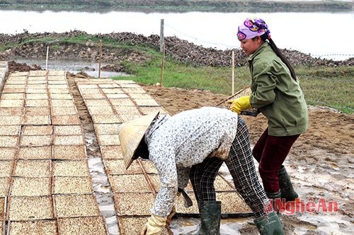 Sản xuất mạ khay ở HTX dịch vụ nông nghiệp Nam Cát (Nam Đàn). Ảnh: Công Sáng