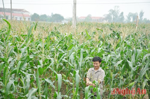 Từ rất nhiều năm nay, ngô nếp Nghi Lộc đã nổi tiếng ở nhiều thị trường trong tỉnh, đặc biệt là TP Vinh, Thị xã Cửa Lò, trong vụ đông và vụ xuân diện tích trồng ngô nếp phát triển rất mạnh. Người dân đưa cây ngô nếp vào trồng xen lạc là chủ yếu, hiện một sào lạc trồng xen sẽ thu hoạch từ 500 - 700 bắp ngô nếp, thu về thêm từ 1 đến 1,5 triệu đồng tiền ngô ngoài lạc. Những năm gần đây, ngô trở thành loại cây chủ lực trong sản xuất nông nghiệp của Nghi Lộc.