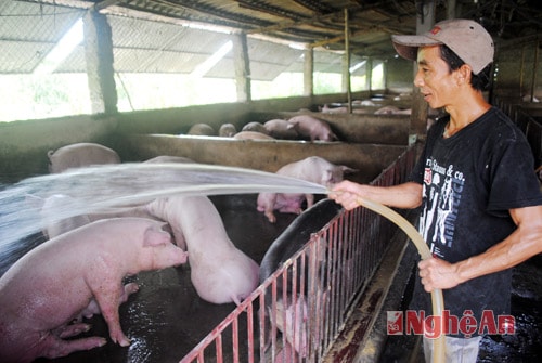 Trang trại chăn nuôi lợn thịt của chị Trần Thị Nga xã Tân Phú quy mô 300 con lợn/lứa.