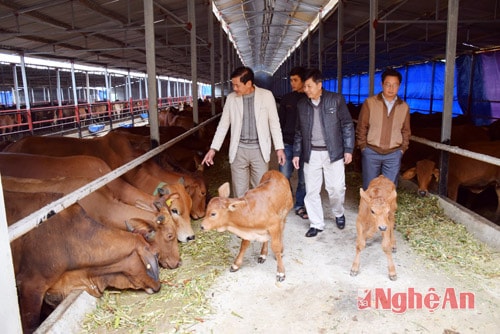 Trạng trại chăn nuôi bò thịt của Công ty TNHH Kiều Phương quy mô nuôi một lúc 1 nghìn con bò