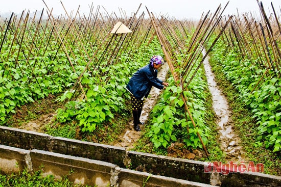 Mô hình chuyển đổi cơ cấu cây trồng vụ đông xã Lưu Sơn.