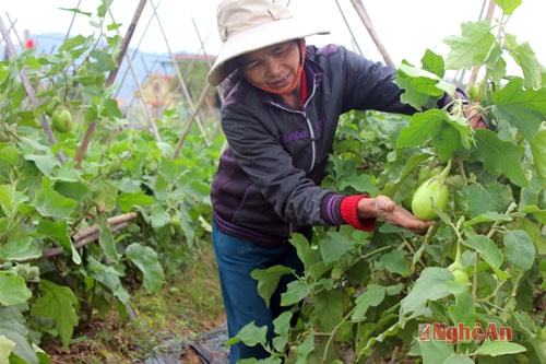  Cũng như chị dân, chị Đỗ Thị Hà cũng đang chăm sóc vườn cà để phục vụ hàng Tết. Chị Hà cho biết: Vườn cà gia đình chị đã được các thương lái đặt mua.