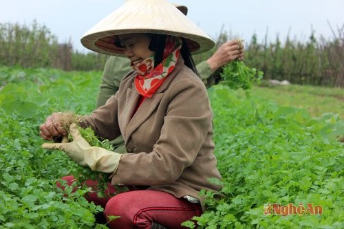  Thu hoạch rau mùi ở xóm 4. Cũng như các loại rau củ quả khác, rau mùi cũng được các chủ thu mua đến mua tại đồng.