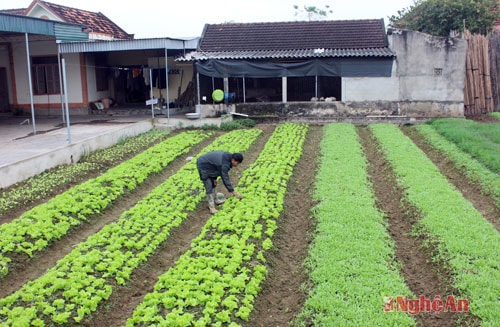    Ở Tân Sơn không chỉ trồng rau ở trên cánh đồng mà trước vườn nhà đều có những luống rau xanh tốt, phục vụ quanh năm cho thực khách.