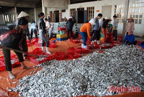 Được mùa cá ở Phường Quỳnh Phương (TX Hoàng Mai) - Ảnh Trần Tố