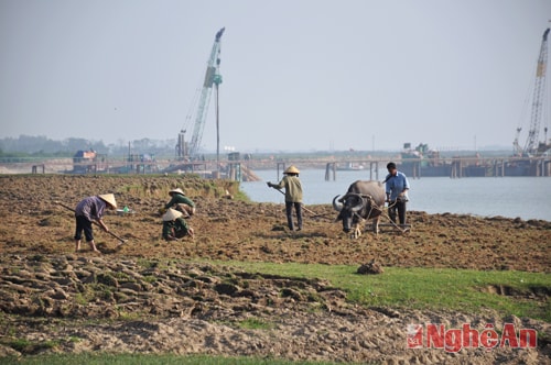  Trên khắp các cánh đồng Hưng Long, Hưng Xá ... nhà nhà, người người cùng nhau ra đồng làm đất chuẩn bị cho vụ Xuân 2016.