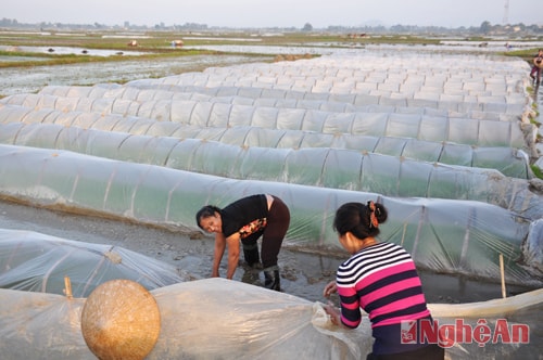 Để đảm bảo cho cây giống vụ Xuân - một trong những phương pháp mà bà con nông dân áp dụng những năm gần đây đó là phủ ni lông cho lúa.