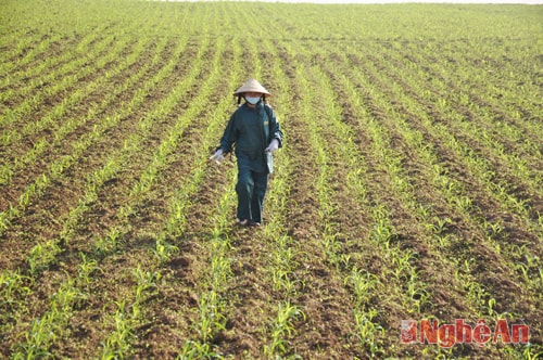 Cùng với làm đất để gieo lúa, trỉa lạc, vụ Xuân năm nay cây ngô phát triển khá tốt. Cả cánh đồng ngô Hưng Long bát ngát một màu xanh. Bà Nguyễn Thị Nhân (xóm 11B - Hưng Long) đang phun thuốc diệt cỏ cho ngô. Năm nay gia đình bà trồng 4 sào ngô vụ Xuân chủ yếu là giống K6954 - đây là năm đầu tiên Hưng Long đưa giống ngô mới này vào trồng ở đất bãi ven sông Lam. Năm nay thời tiết ấm, thuận lợi nên ngô phát triển rất tốt. Bà con nông dân hy vọng một vụ Xuân bội thu. 