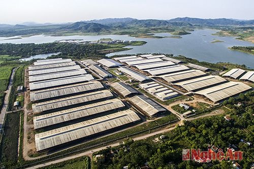 Trang trại bò sữa Th có qui mô lớn nhất Châu á tại Nghĩa Đàn, góp phần không nhỏ vào phát triển kinh tế xã hội miền tây Nghệ An