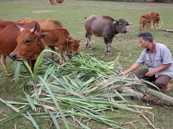 Nông dân Hương Sơn, Tân Kỳ vay vốn Ngân hàng chính sách nuôi bò hiệu quả