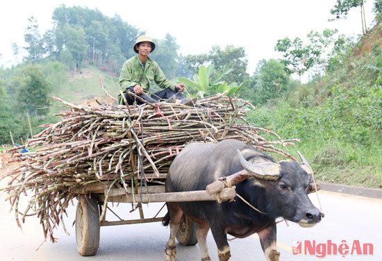 Gia đình ông Hoàng Văn Chinh (xóm 7) cho biết: Năm nay gia đình ông trồng hơn 1 ha mía và đang tiến hành thu hoạch để sản ép mật cho kịp dịp tết