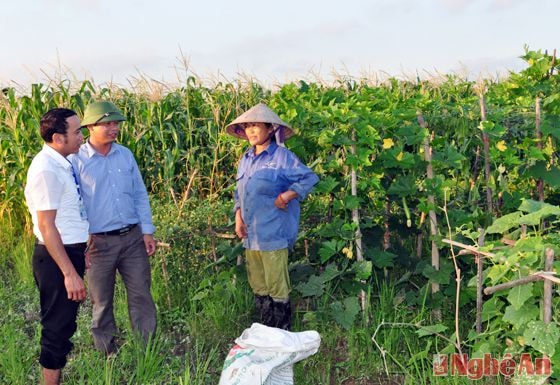 Cán bộ xã Quỳnh Diễn tăng cường lãnh đạo, chỉ đạo thực hiện nhiệm vụ chính trị, đẩy mạnh phát triển sản xuất vụ đông trên đất hai lúa