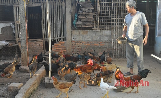 Mô hình chăn nuôi tổng hợp của ông Đặng Quang Thắng ở xóm Đông Thành, trong đó với 2.000 m2 đất bạc màu mỗi năm ông trồng 150 gốc quýt cho thu nhập trên 20 triệu năm; diện tích còn lại nuôi nhà và ong mật cho thu nhập bình quân 30 triệu đồng/năm