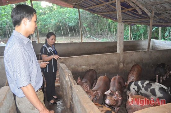 Ngoài nuôi lợn nái, vợ chồng anh Nguyễn Văn Thành còn nuôi lợn đực để bán thịt, mỗi năm bán ra từ 2 đến 3 tấn; giá bình quân 50.000 đồng/kg, cao hơn 3 ngàn đồng/kg so với giá lợn thường 