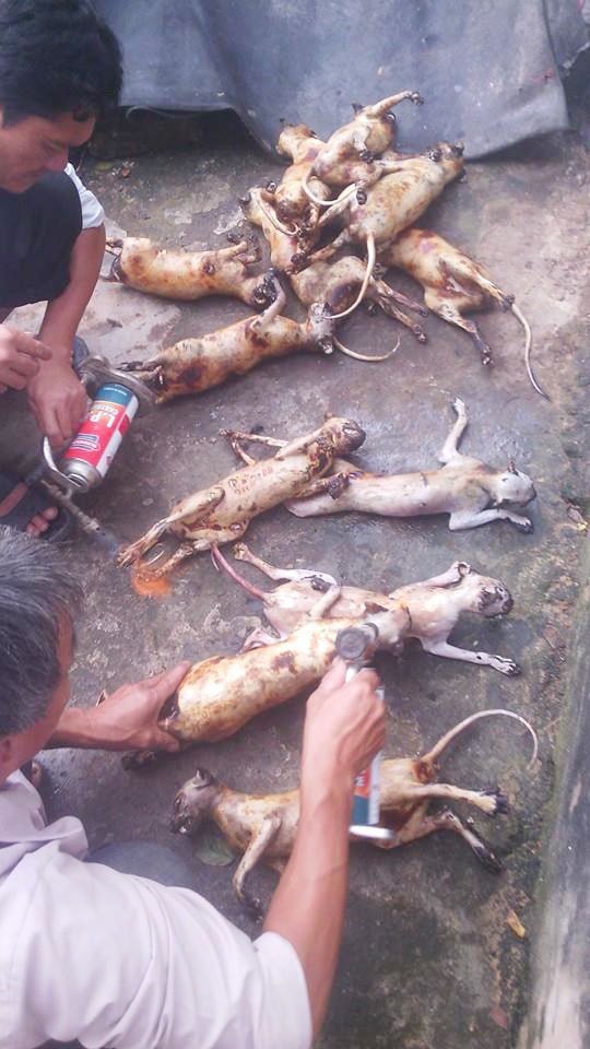Bước đầu, cơ quan chức năng nhận định có thêm các đối tượng khác tham gia vụ giết hại khỉ này.