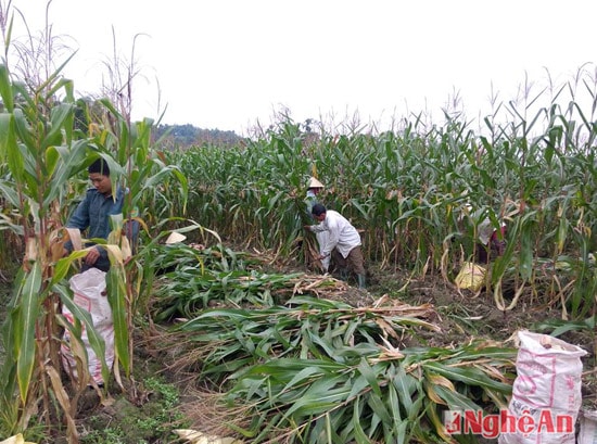 Nông dân Tường Sơn thu hoạch ngô đông trên đất 2 lúa