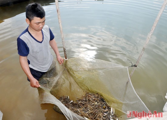 Cùng với các loại cá, nguồn tôm ở hồ Tràng Đen cũng khá dồi dào, tôm ở đây được nhiều người khen là ngon và 