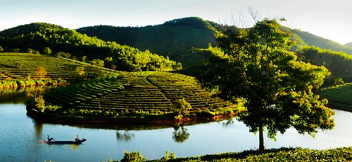 Đồi chè Ngọc Lâm (Thanh Chương) -Ảnh: Cao Đông