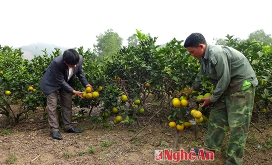 Mỗi gốc cam cho doanh thu đến 5 triệu đồng