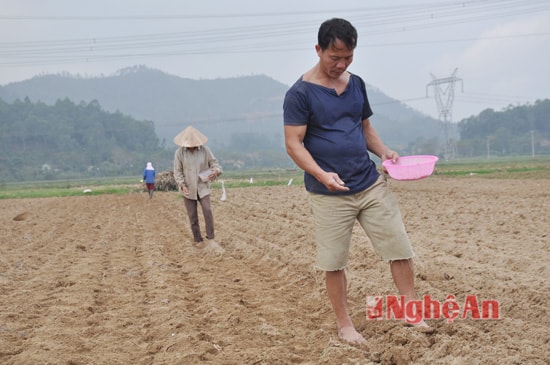 Gia đình anh Phan Đình Lượng (xóm 6, Nam Tân) vụ Xuân năm nay gia đình anh trồng 4 sào lạc giống L14. Theo tính toán của anh thì với thời tiết ấm như thế này