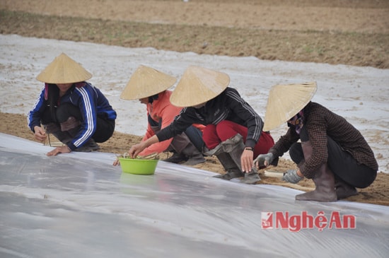 Một trong những phương pháp mà bà con nông dân Nam Đàn nói riêng, trong tỉnh nói chung đó là phủ ni lông cho lạc và lúa