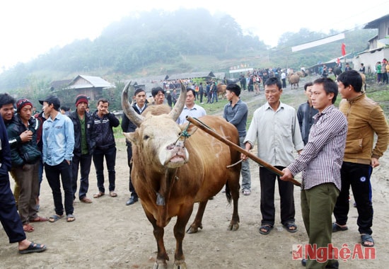 Những chú bò đẹp nhất được lựa chon để đưa đến hội thi