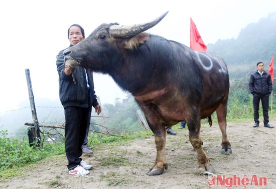 . Chú trâu dũng mãnh của ông Lỳ Bá Và (bản Trường Sơn – Nậm Cắn