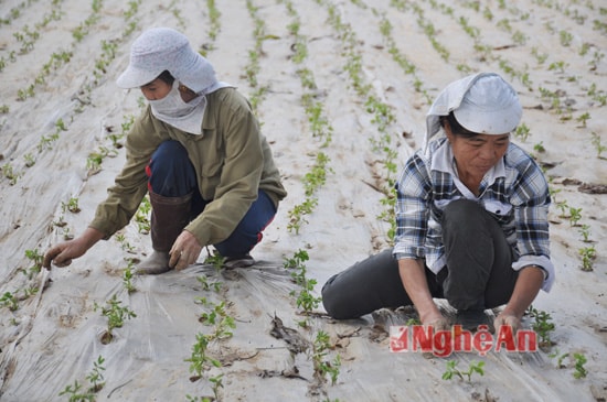 Đến các vùng 9 Nam của Nam Đàn thời điểm này, chúng ta dễ dàng nhận thấy có những thửa ruộng giờ mới làm đất, trỉa hạt; có những thửa ruộng lạc đã ra 3 lá; có những thửa ruộng ngô đã được nửa tháng. Tìm hiểu được biết đây là vùng mà huyện chỉ đạo triển khai gieo trồng cây hàng hóa.