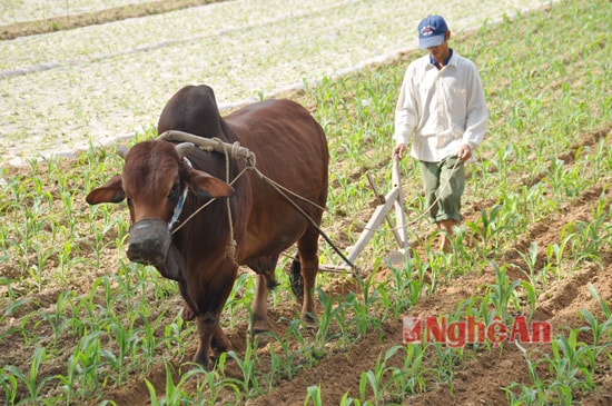 Hau như gia đình anh Nguyễn Văn Sơn (xóm 6, Nam Lộc) có 2 sào ngô đã được nửa tháng tuổi. Anh trồng ngô Xuân sớm để bán ngô hàng hóa. Thuận lợi là ngô của gia đình anh được mua sỉ ngay tại ruộng chợ Nam Đàn và một số chợ ở TP Vinh.