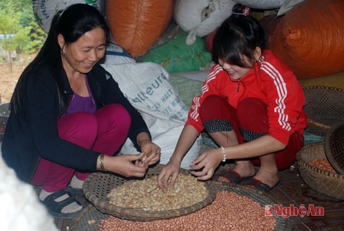 Từ bao đời, người làm kẹo ỏ làng Đông Hà luôn chú ý đến khâu nguyên liệu. Cũng như mật, đường... thì lạc cũng được người làm nghề lựa chọn rất kỹ càng. Lạc phải ngon, đều hạt và phải là lạc của Diễn Châu. (Trong ảnh: Gia đình anh Lực ở làng Đông Hà  mua cả xe ô tô đường phục vụ làm kẹo tết)