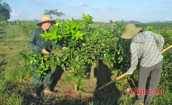 Mô hình trồng đại táo kết xen với trồng cam của anh Phan Văn Viên ở xóm Đông Thành, Đông Hiếu mới làm được 6 tháng nhưng húa hẹn cho  thu hoạch từ 60-80 triệu/ha/mùa