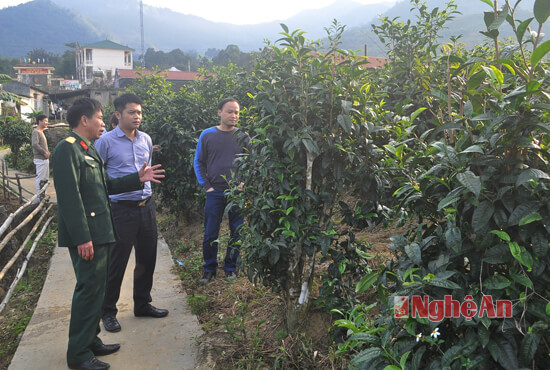 Cán bộ Chi nhánh Sacombank Nghệ An đi thăm mô hình chè Tuyết shan đang được Đoàn Kinh tế - Quốc phòng 4 trồng và nhân giống