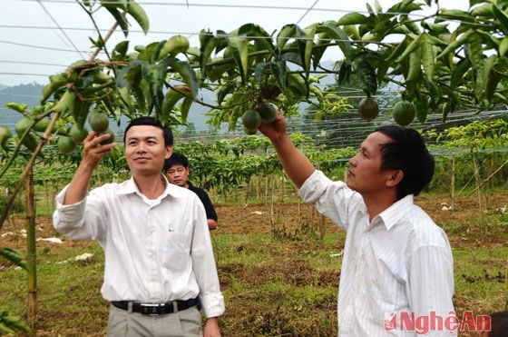 Cán bộ nông nghiệp huyện Quế Phong kiểm tra chất lượng phát triển cây chanh leo tại Tri Lễ.