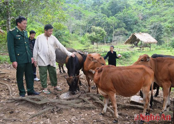 Mô hình chăn nuôi bò của nông dân xã Tri Lễ.