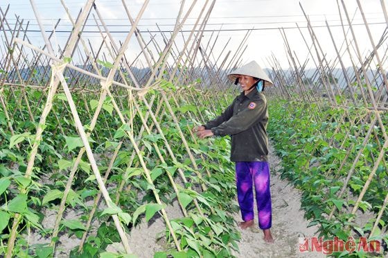 Nhiều mô hình sản xuất rau màu hàng hóa cho hiệu quả kinh tế trên đồng đất xã Thanh Liên