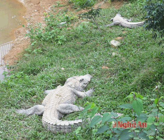 Cá sấu