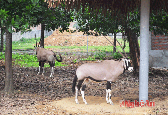 Những con linh dương.