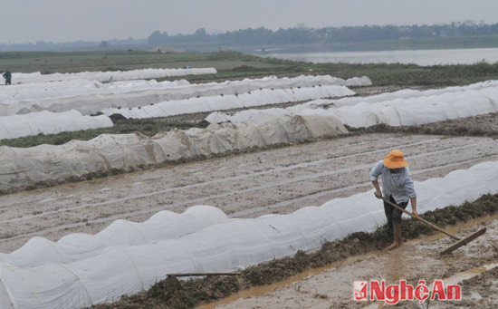 Nông dân Tràng Sơn, Đô Lương xuống đồng sản xuất vụ xuân. ảnh C.L