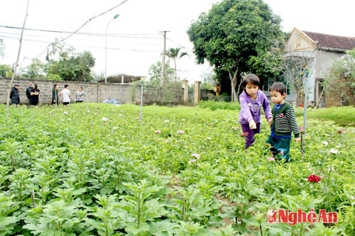 Cuối tuần, nhiều gia đình ở TP Vinh đến làng hoa cây cảnh ở Nghi Ân tham quan các vườn hoa chuẩn bị Tết. Ảnh Nguyên Sơn