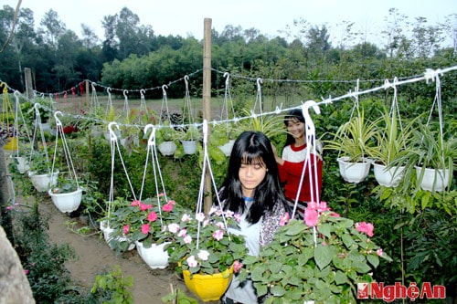 Nhiều học sinh tranh thủ giúp gia đình chăm sóc hoa. Ảnh Nguyên Sơn