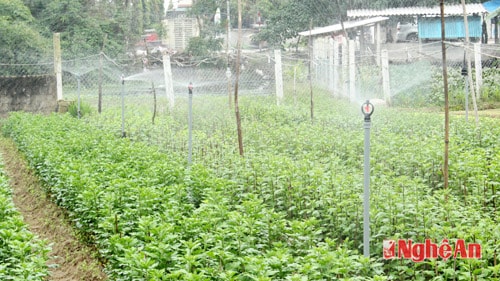 Rất nhiều gia đình đầu tư hệ thống tưới tự động để tưới cho hoa. Ảnh Nguyên Sơn