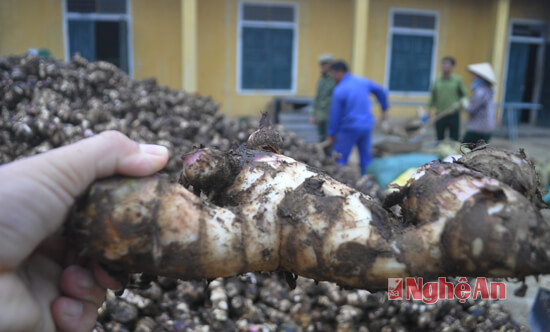 Một củ dong riềng loại lớn có trọng lượng gần 0,5 kg được thu hoạch tại rẫy xã Na Ngoi