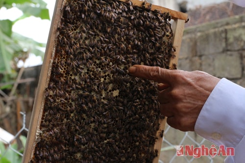 Ong chúa là con to nhất có uy lực nhất đàn, nên phải có kỹ thuật chăm sóc ong chúa nếu không ong thợ sẽ bỏ đàn.