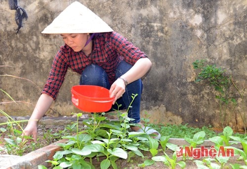 Mỗi gia đình trên đảo, gia đình nào cũng trồng rau xanh.