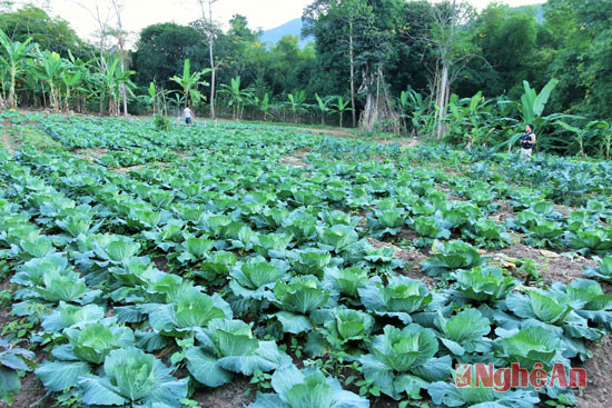 Anh San cho biết rau ở bản Chắn không sử dụng thuốc trừ sâu và hạn chế phân bón nên có phần phát triển chậm. Bù lại, những loại rau của dân bản thường được mua với giá cao hơn.
